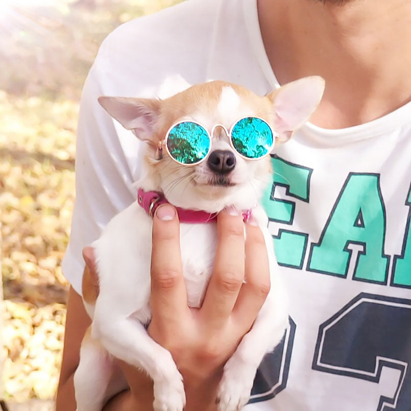 Sunglasses Little Dog